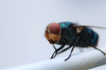 close up of a fly