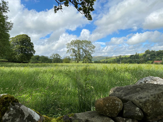 Looking over a dry stone wall, into fields, with trees and hills on the horizon in, Scosthrop, Skipton, UK