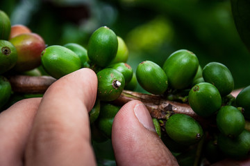 Campo Caldense, paisaje cultural cafetero, cultivo, granos y semillas de café del eje cafetero en Chinchiná Caldas Colombia, paisajes cafeteros y fincas productoras