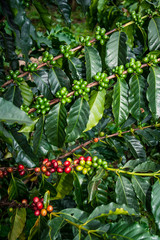Campo Caldense, paisaje cultural cafetero, cultivo, granos y semillas de café del eje cafetero en Chinchiná Caldas Colombia, paisajes cafeteros y fincas productoras
