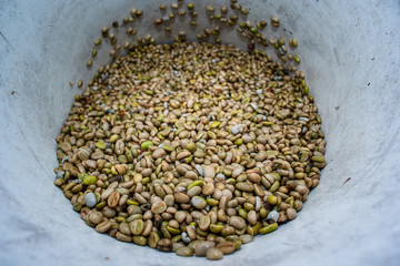 Campo Caldense, paisaje cultural cafetero, cultivo, granos y semillas de café del eje cafetero en Chinchiná Caldas Colombia, paisajes cafeteros y fincas productoras