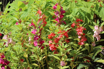 Obraz premium Balsam