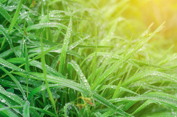 Juicy grass with raindrops in the sun. close up. boke effect