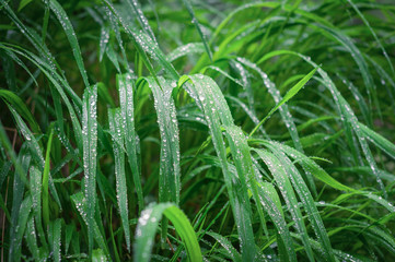 Juicy grass with raindrops. close up. boke effect