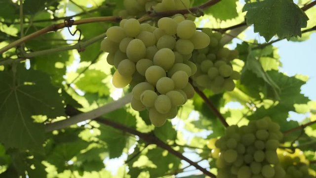 Close up of bunch of green grapes in vineyard. The grape from which white wine is made. The best suns make their way through the thickets of vineyard.