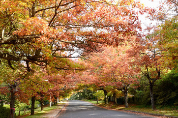 Naklejka premium road in autumn