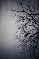 tree in the fog background​