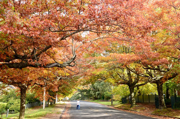 autumn trees by the road in the Blue Mountains west of Sydney, Australia