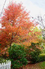 Naklejka premium autumn in the park