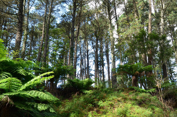 A view of temperate rainforest in the Blue Mountains west of Sydney, Australia