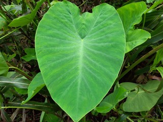  green taro leaves, Colocasia esculenta giant green leaf, topical forest plant. 