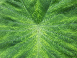 green taro leaves, Colocasia esculenta giant green leaf, Also known as Elephant Ear Plants.	