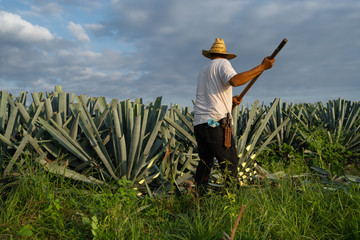Fototapeta premium El campesino jimador está cortando las pencas del agave.