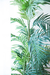 観葉植物
