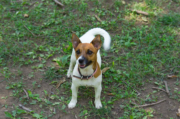 Dog Jack Russell Terrier for a walk.