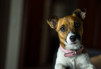 Jack Russell Terrier dog portrait. Place for your text.