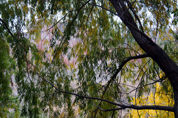 Armenia Noravank Tree View