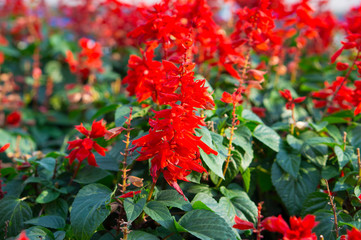 Beautiful red flowers in the city flower bed