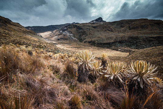 Paisajes del parque Nacional los Nevados PNN, nevado del Ruiz, el Cisne, montalas de Colombia, Antioquia, Quindio, Caldas y Risaralda