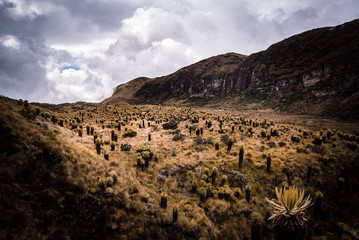 Paisajes del parque Nacional los Nevados PNN, nevado del Ruiz, el Cisne, montalas de Colombia, Antioquia, Quindio, Caldas y Risaralda
