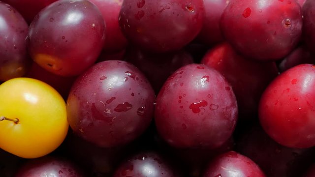 Wet plums. Fresh plums in a row.