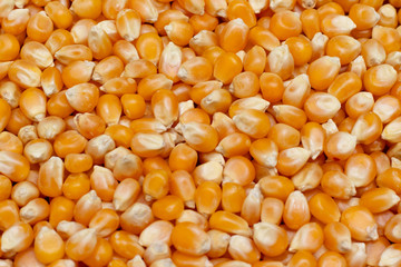 a lot of corn to make popcorn, lots of popcorn kernel, popcorn kernel texture, popcorn texture 