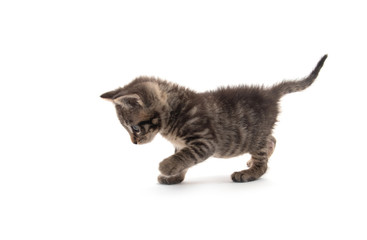 Cute tabby kitten isolated on white