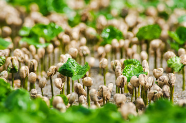 Café, semillas y granos de café en producción, cultivos de café de Chinchiná Caldas COlombia, eje Cafetero