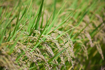 田舎の風景　稲穂	