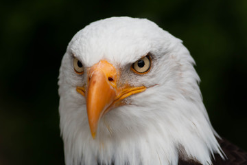 RETRATO DE AGUILA CALVA DE FRENTE SOBRE FONDO NEGRO