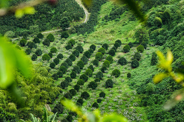 Cultivos de café y naranja en Chinchiná Caldas_Colombia, Paisaje Cultural Cafetero 