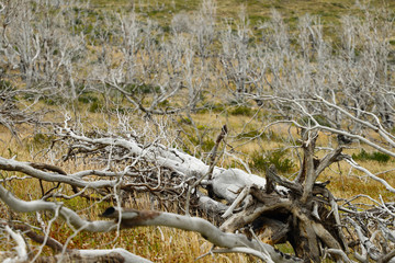 Torres del Paine