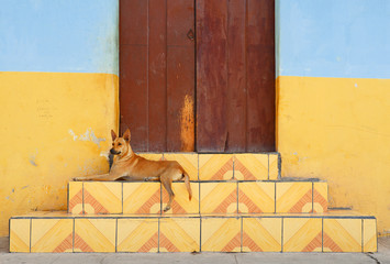 Dog on the steps of a colonial style facade and wooden door, Granada, Nicaragua.