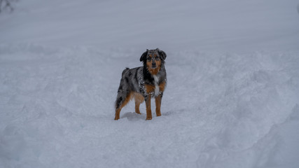 Australian Shepherd in the Snow