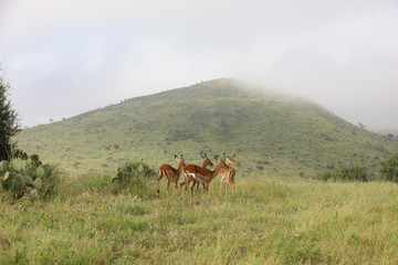Photo of group of African impala antelope standing in field in Maasai Mara, Kenya, Africa