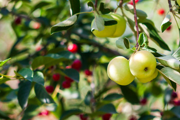 Appletree with yellow apples