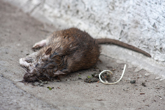Dead street rat on the pavement