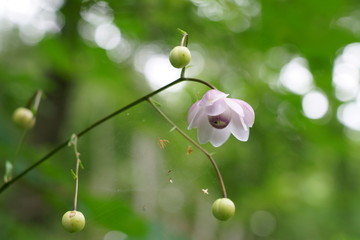 森の妖精のようなレンゲショウマの花