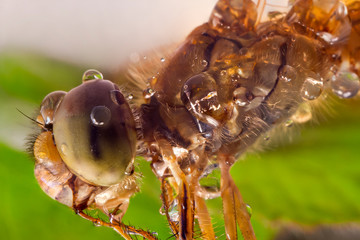 Dragonfly Macro close-up