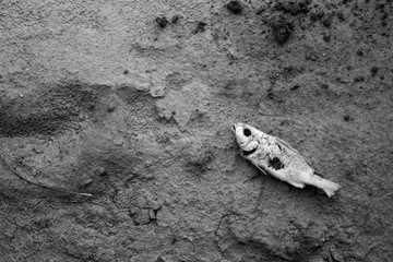Macro Close up up a dead small fish on the beach