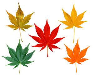 Fototapeta na wymiar Colorful autumn leaves