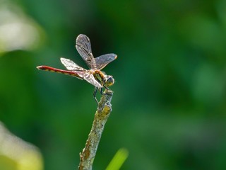高原でのんびりくつろぐ赤トンボ