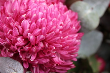 pink chrysanthemum flower