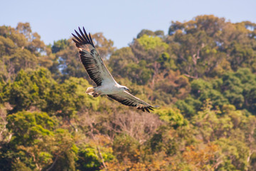 White-bellied sea eagle