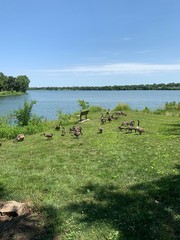 Geese at the lake