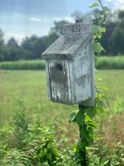 wooden bird house