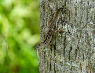 lizard on a tree