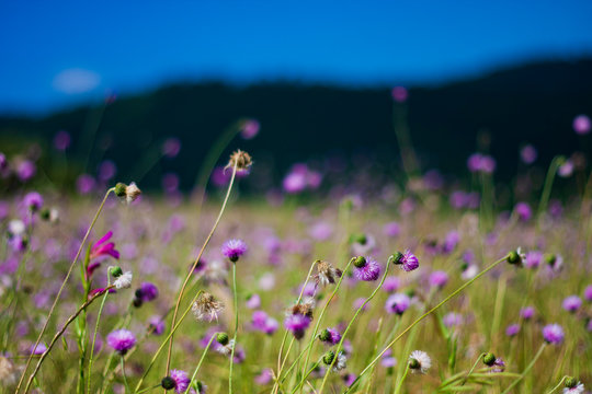 Wild Cheirolophus flowers in mauve and violet colors
