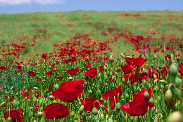 Red poppy flowers in a field