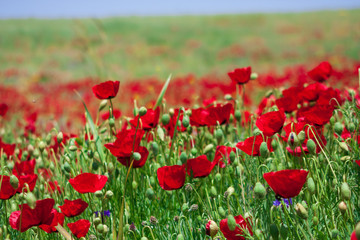 Red poppy flowers in a field
